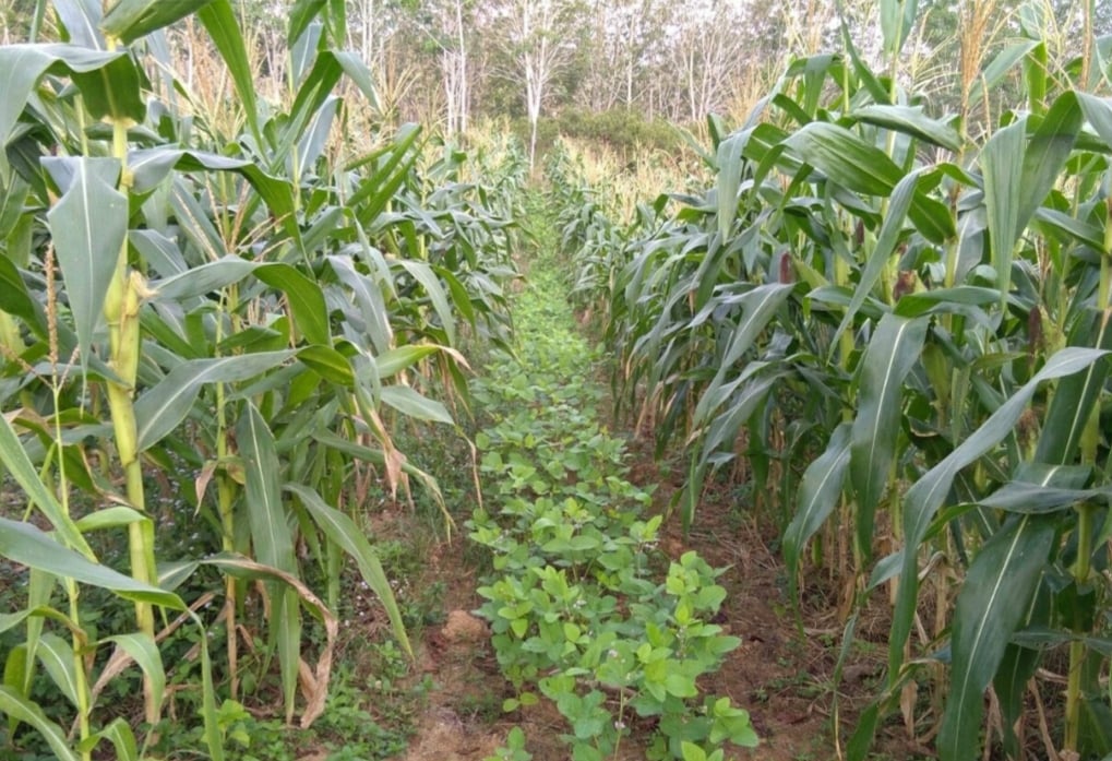 Demplot percontohan Turiman Jale atau tumpangsari tanaman jagung dan kedelai di Semanu, Daerah Istimewa Yogyakarta. 