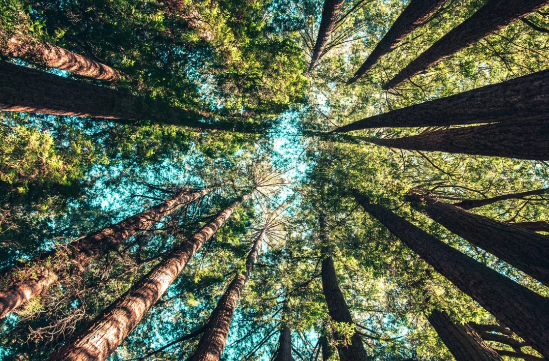 Hari Lingkungan Hidup Sedunia yang jatuh 4 Juni juga dapat dirayakan secara digital lewat beragam teknologi penyelamatan alam. 