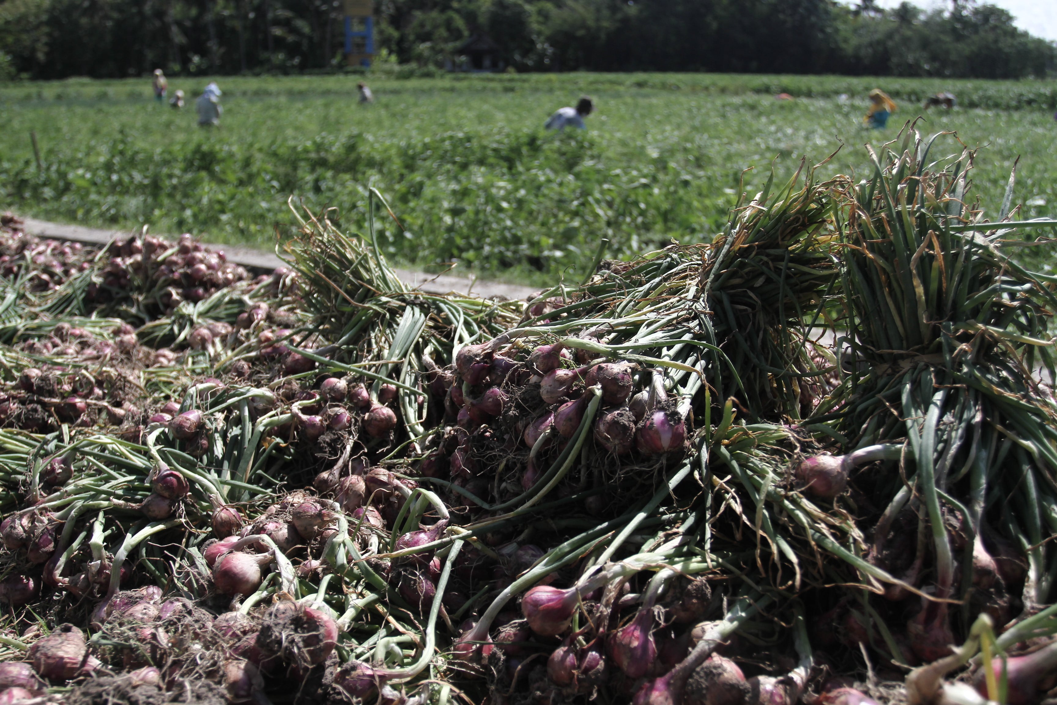 Petani memanen bawang merah di area persawahan Kretek, Bantul, DI Yogyakarta, Jumat (29/5/2020).