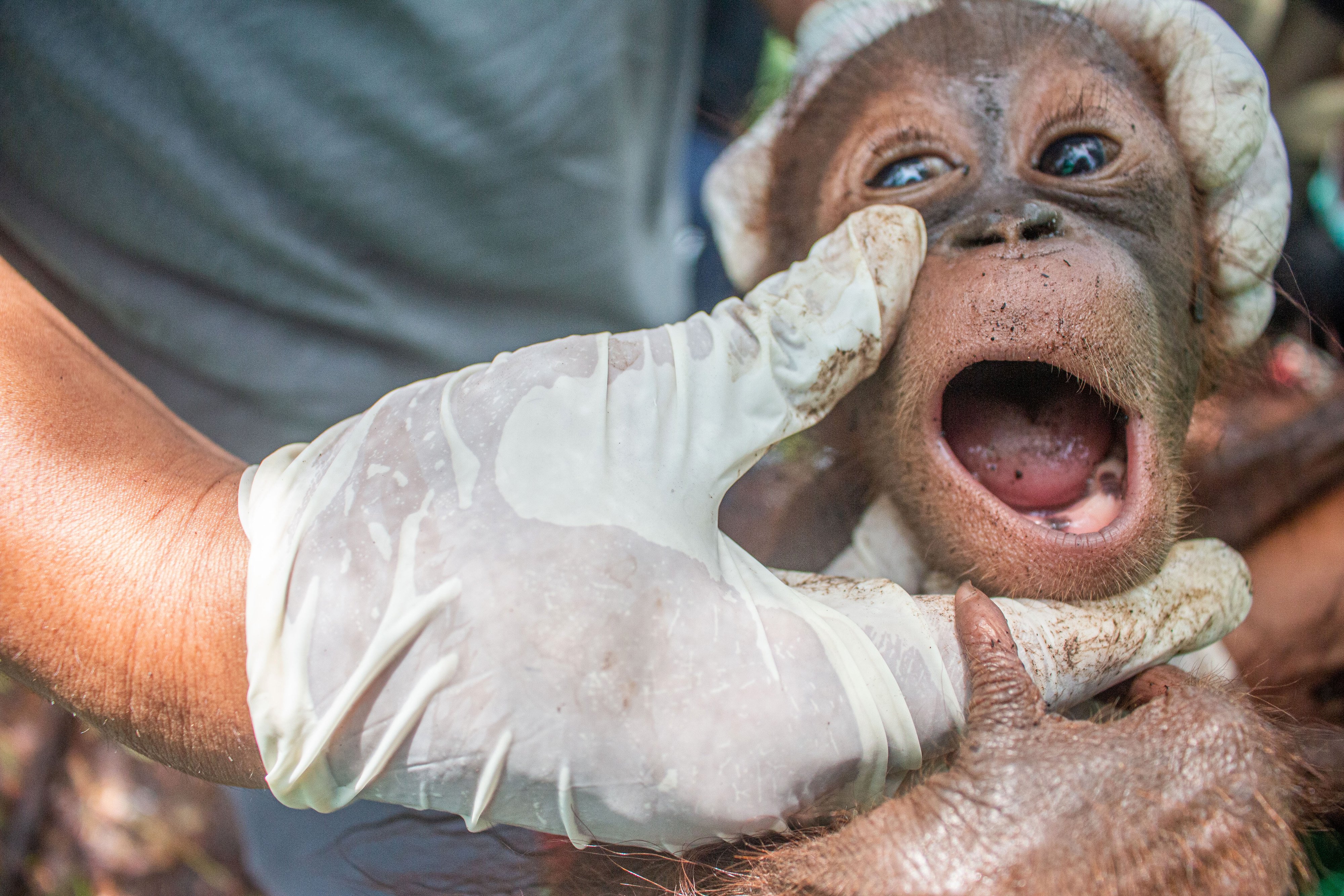 Bayi Orangutan bernama Qia menjalani pemeriksaan oleh tim medis International Animal Rescue (IAR) Indonesia ketika diselamatkan dari kebun