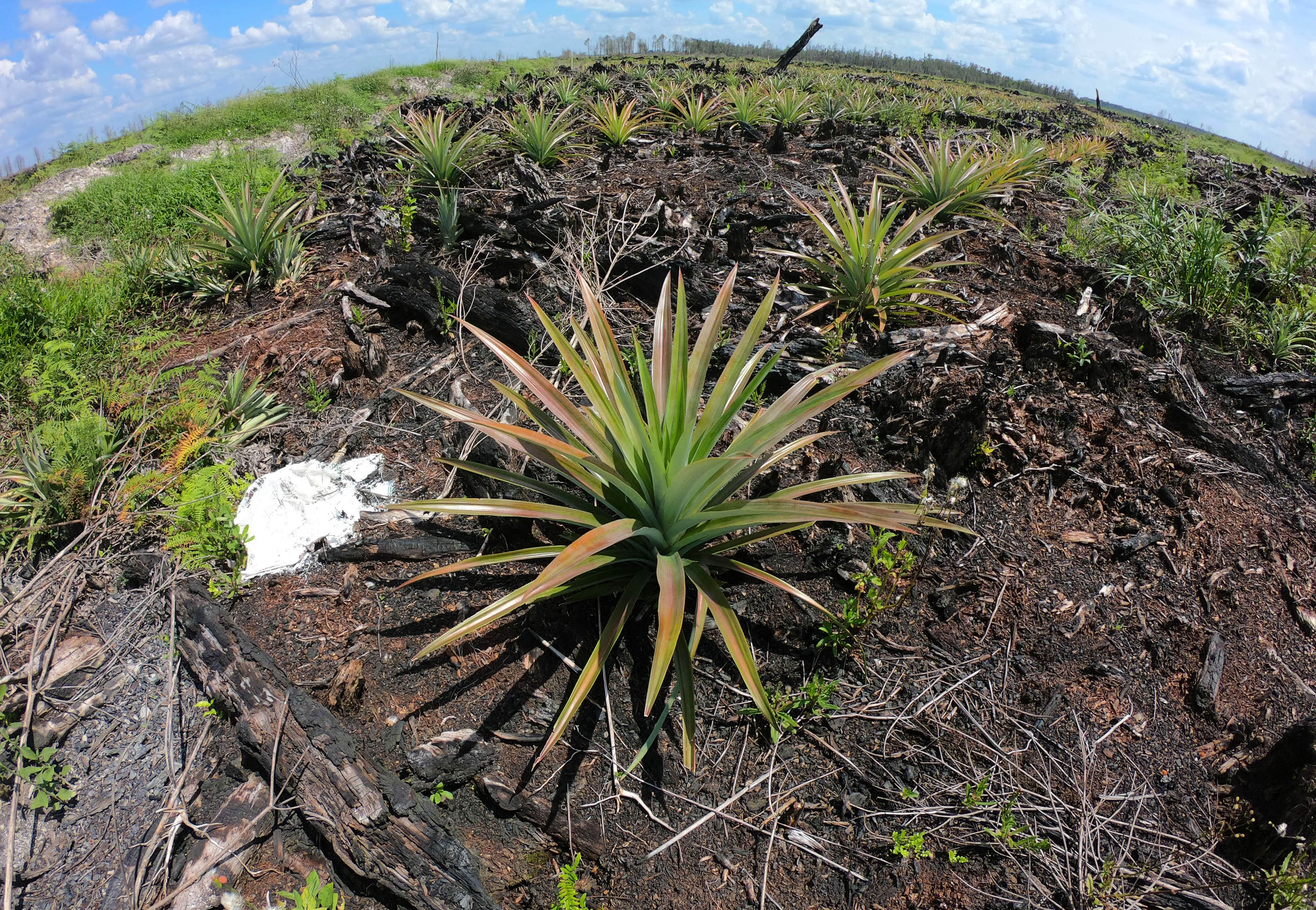  Tanaman nanas tumbuh di kawasan bekas kebakaran hutan dan lahan (karhutla) gambut di Kumpeh Ilir, Muarojambi, Jambi, Rabu (10/6).