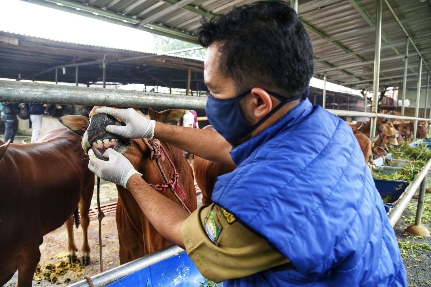 Petugas melakukan pemeriksaan hewan kurban