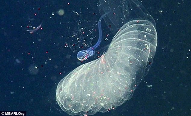 Larva laut raksasa