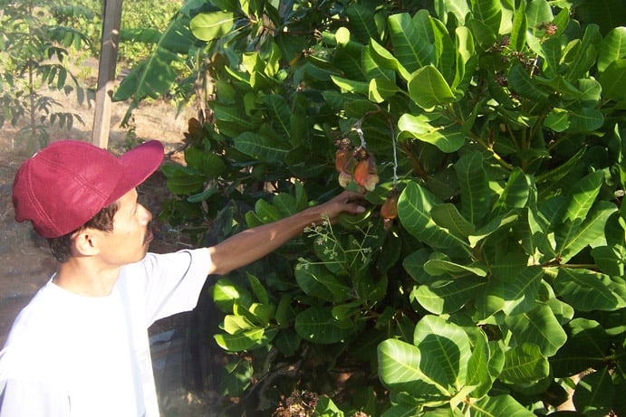 Petani mengecek tanaman jambu mete