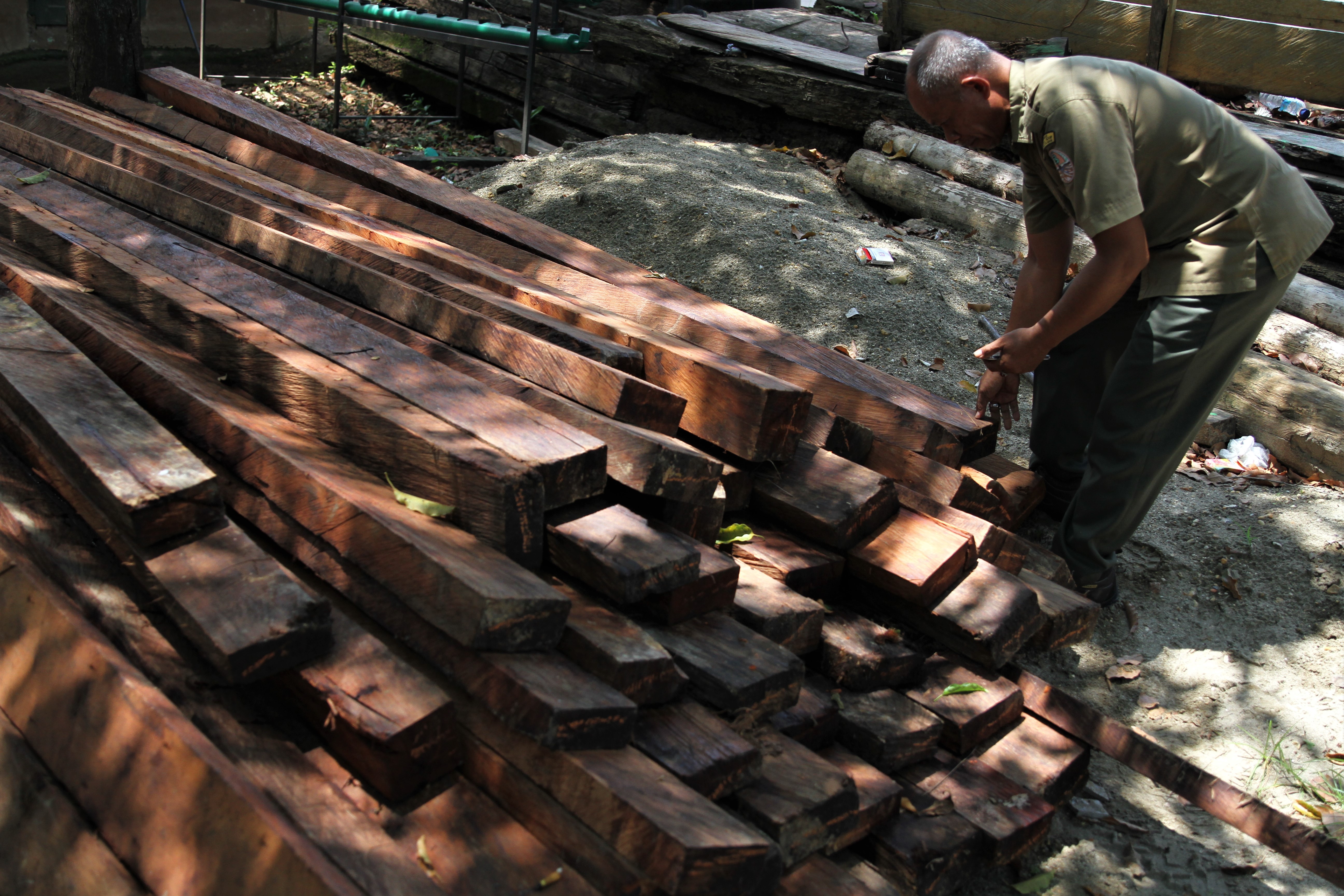 Petugas Balai Konservasi Sumber Daya Alam (BKSDA) Sulawesi Tenggara memeriksa tumpukan kayu hasil sitaan di Kantor BKSDA, Kendari, Sultra