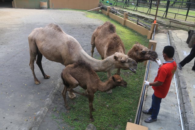 Pengunjung Solo Zoo di hari pertama buka kembali dibatasi maksimal 50%, Jumat (19/6/2020)