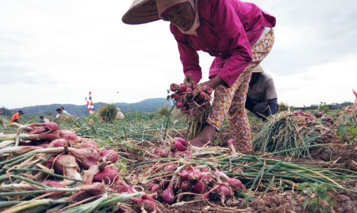 Penyuluh Sumbawa Dampingi Petani Bawang Merah Serading