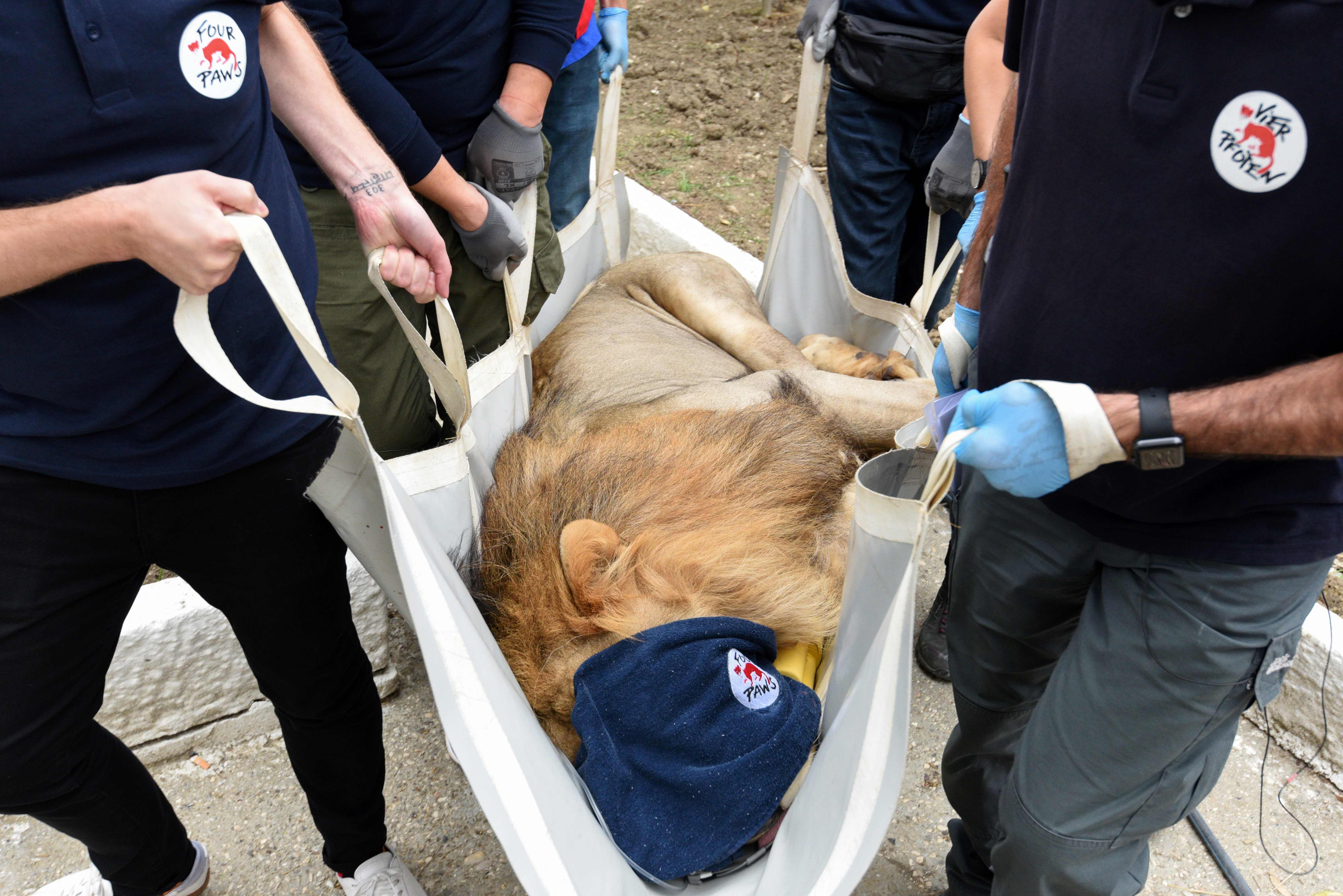 Aktivis penyayang binatang di Albania menggotong seekor singa yang sakit dari kebun binatang pribadi milik warga