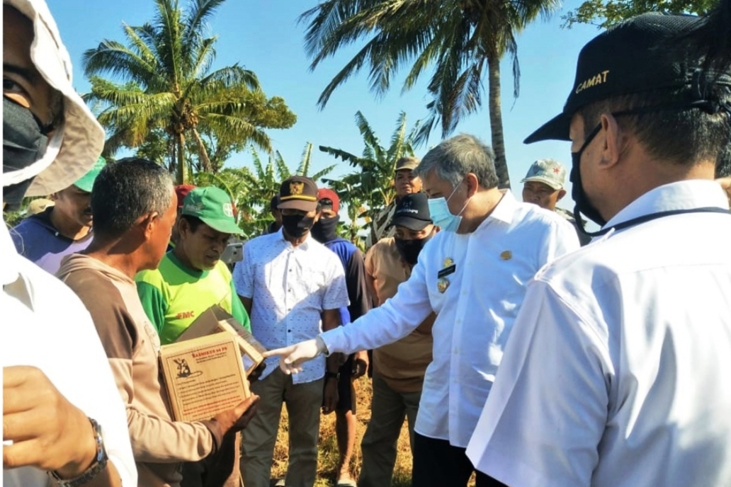 Bupati Pinrang menyaksikan petani melakukan gropyokan hama tikus.