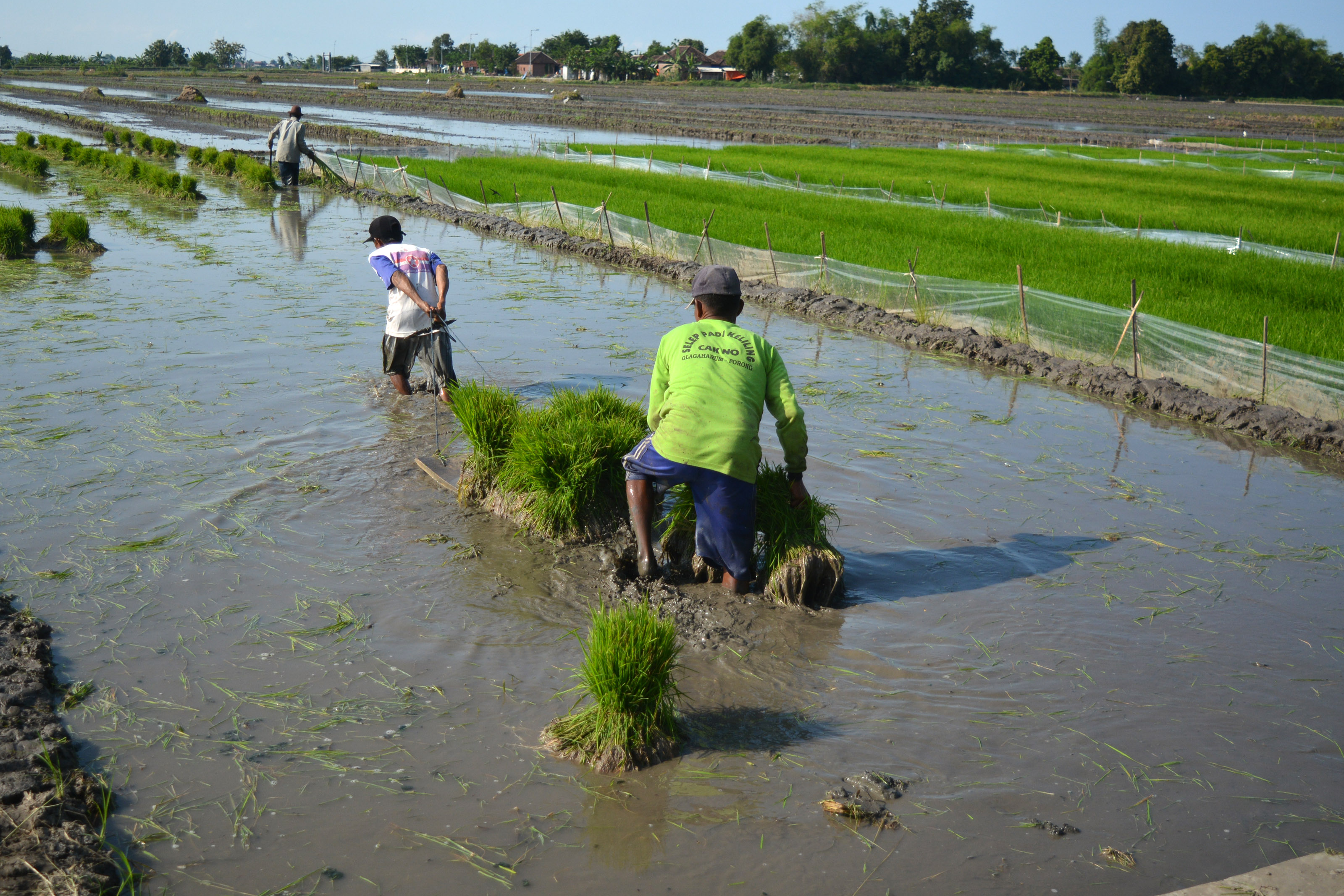 Petani memulai musim tanam. Kementan telah mengeluarkan peringatan agar petani mempercepat musim tanam sebelum kemarau tiba.