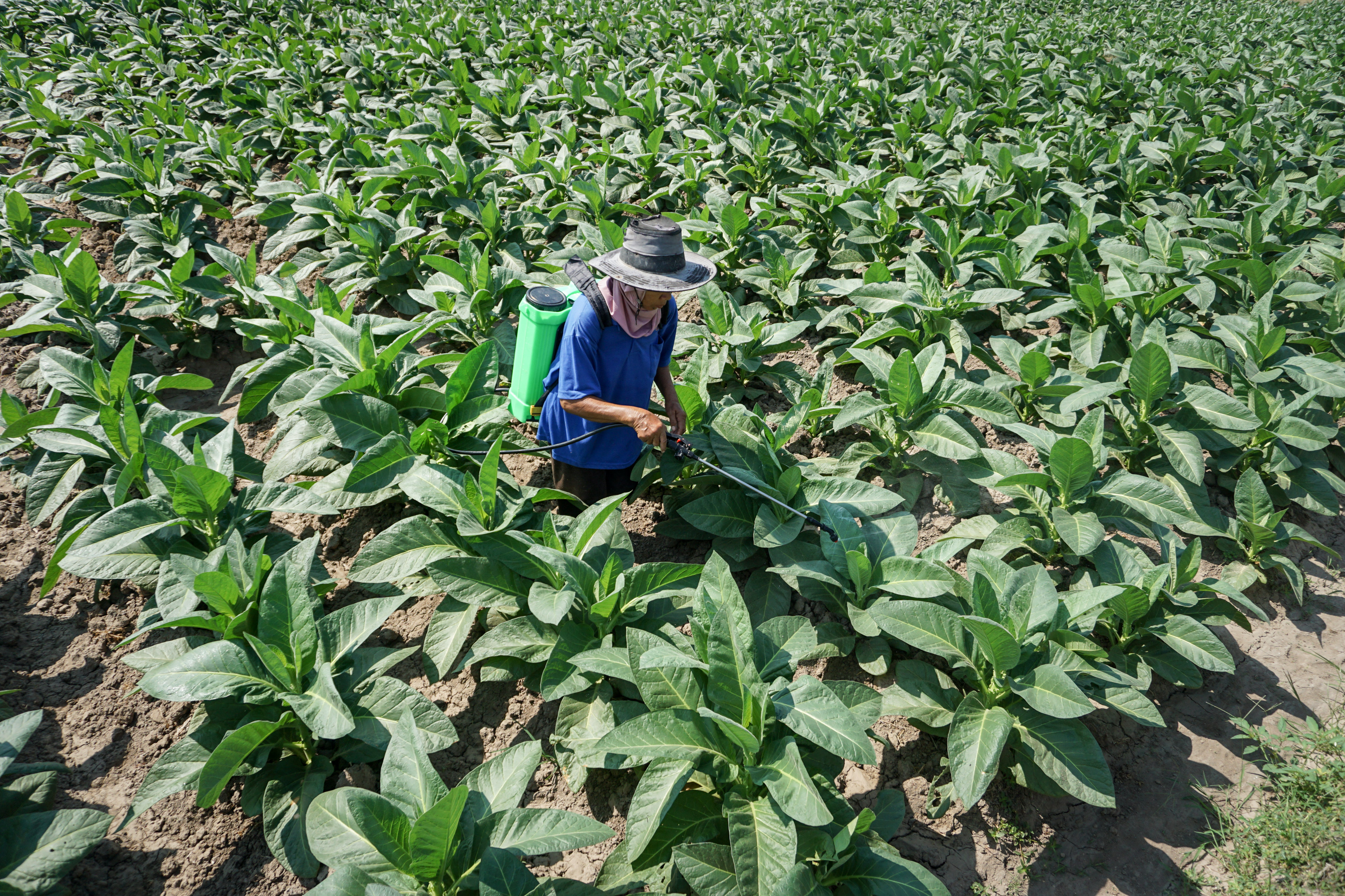 Petani menyemprotkan pestisida untuk tanaman tembakau di Colomadu, Karanganyar, Jawa Tengah, Jumat (30/8/2019).