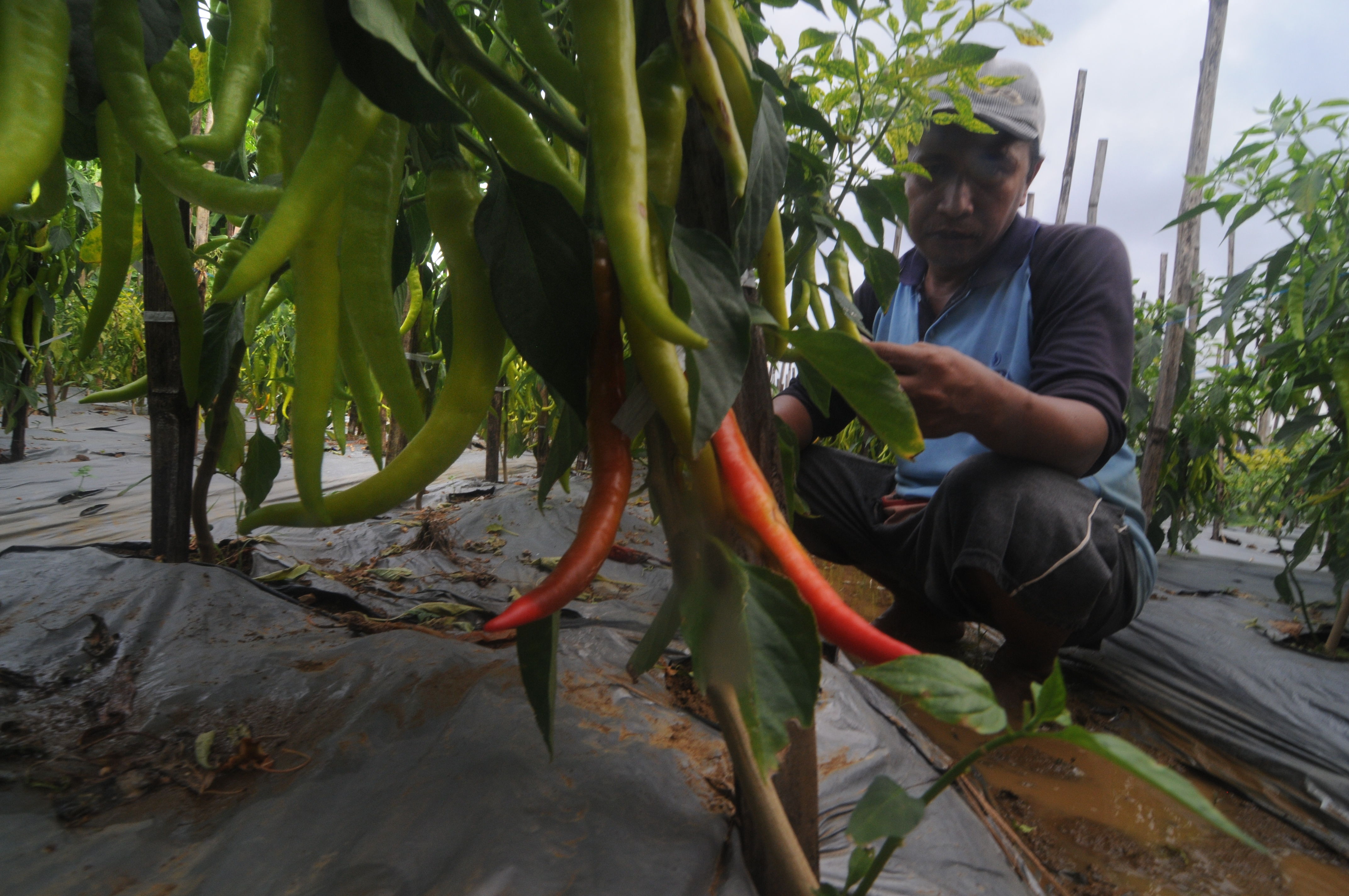 Petani memeriksa tanaman cabai merah menjelang panen. 