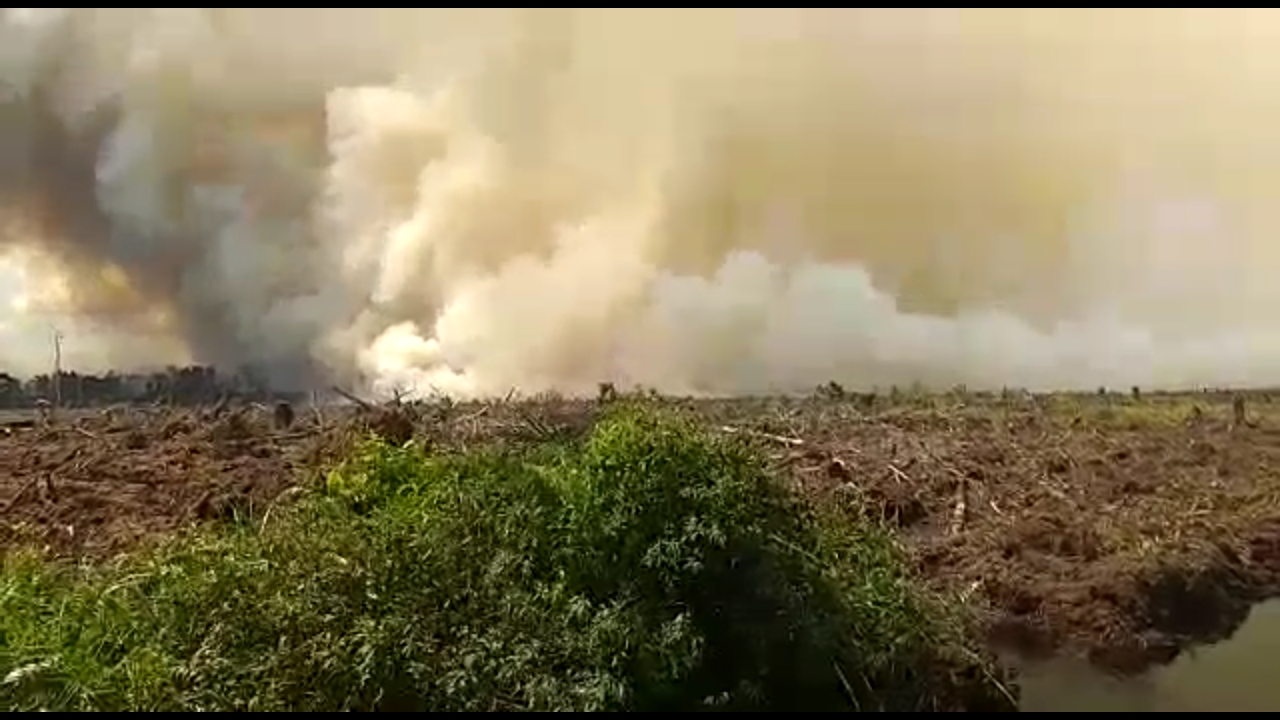 Karhutla) mulai melanda kawasan gambut di sekitar dua Kecamatan yaitu Bandar Petalangan dan Bunut, Kabupaten Pelalawan, Riau, 