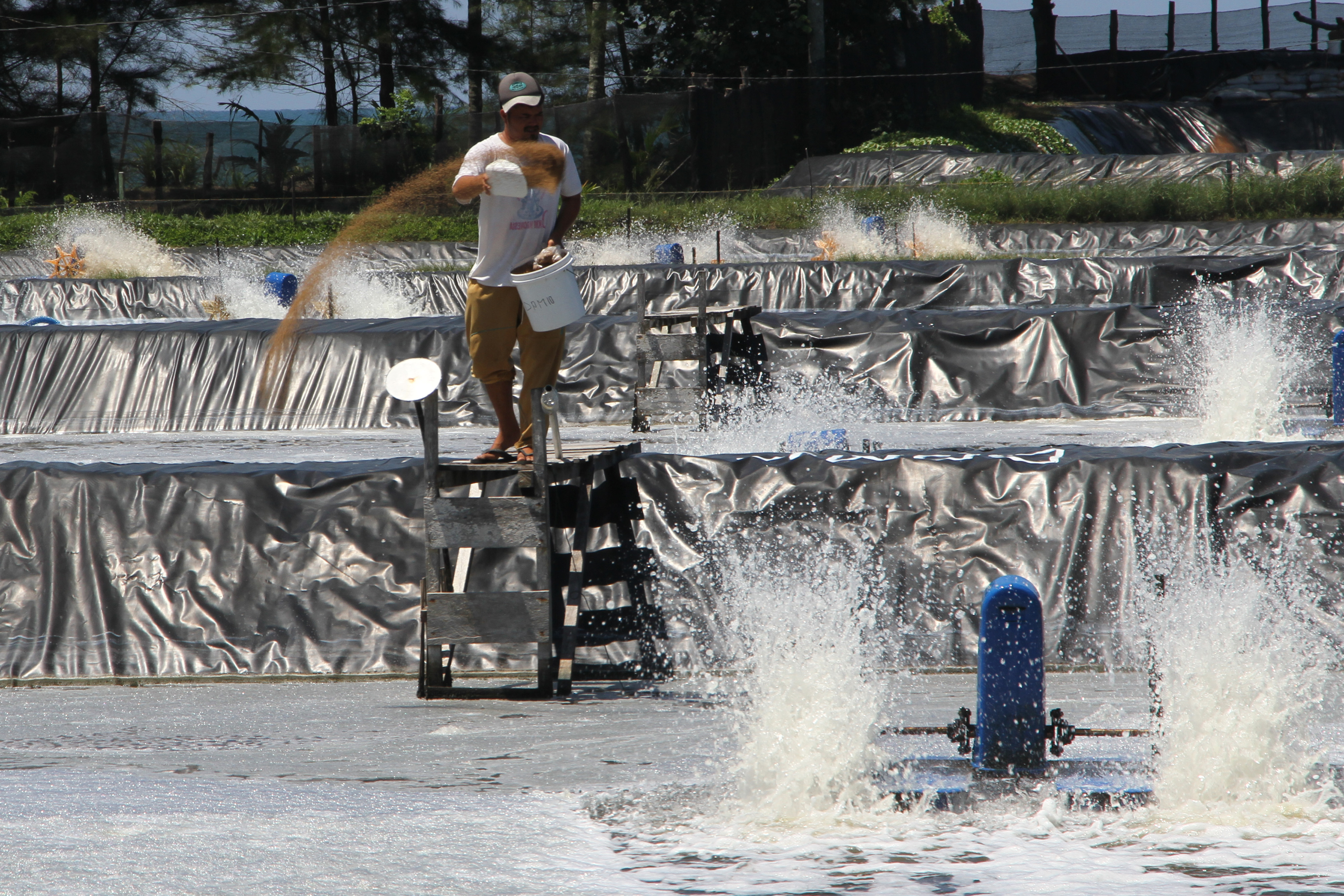 Pekerja memberi pakan udang vaname (Litopenaeus vannamei) di Desa Suak Pandan, Kecamatan Samatiga, Aceh Barat