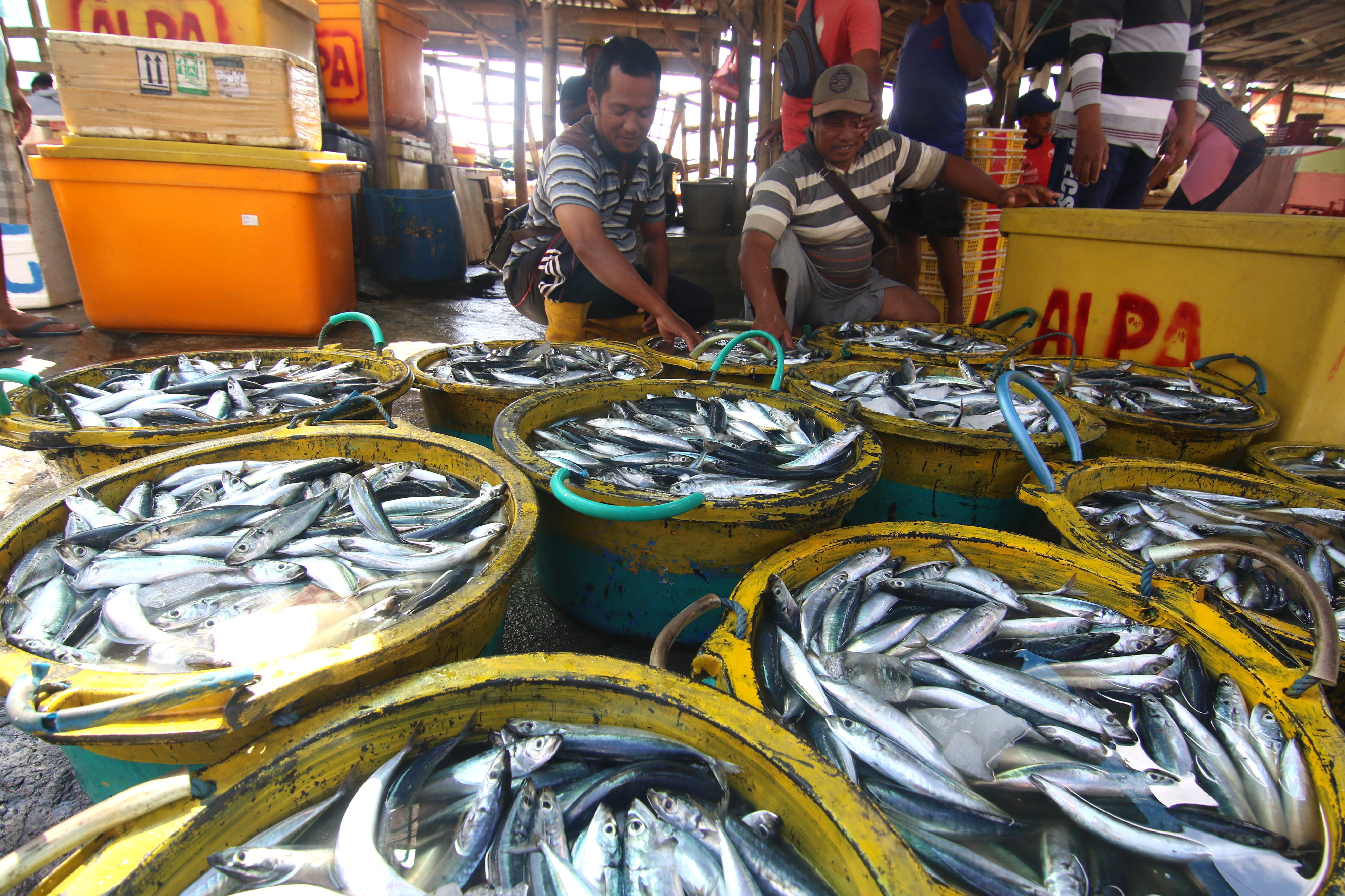 Pedagang memilih ikan layang di Tempat Pelelangan Ikan, Pelabuhan Muncar, Banyuwangi, Banyuwangi, Jawa Timur.