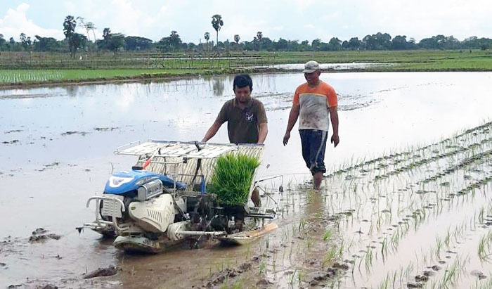 Petani Lebak, Banten mempercepat tanam musim gadu, antisipasi kekeringan yang datang lebih cepat.