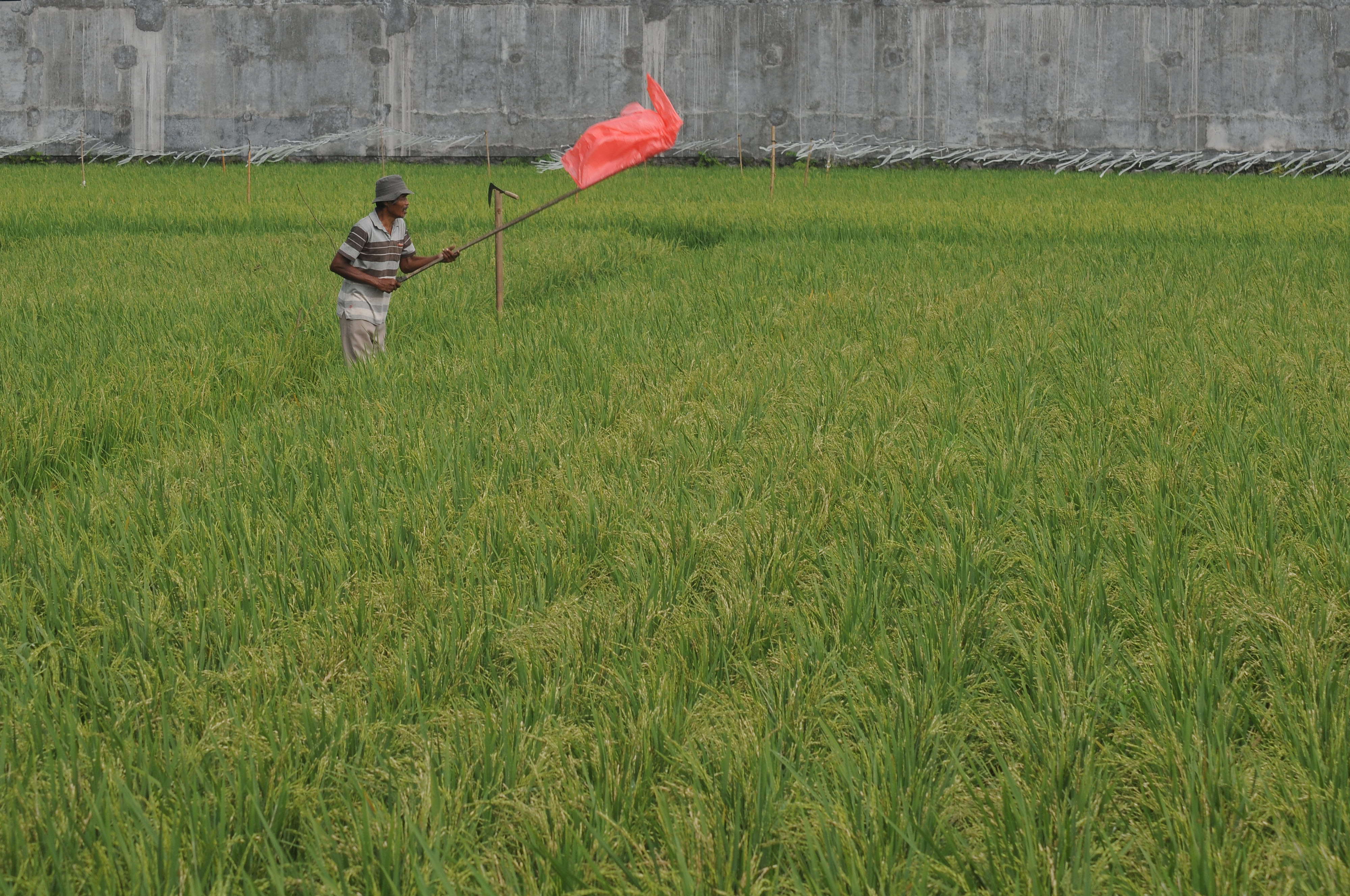 Petani padi siap panen pada Juni ini