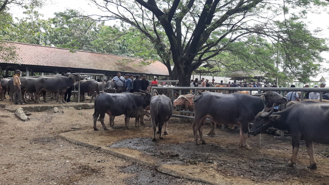 Suasana Pasar Hewan Ciwareng, Purwakarta, Jawa Barat, Senin (22/6). Aktivitas di pasar tersebut kembali berjalan. 
