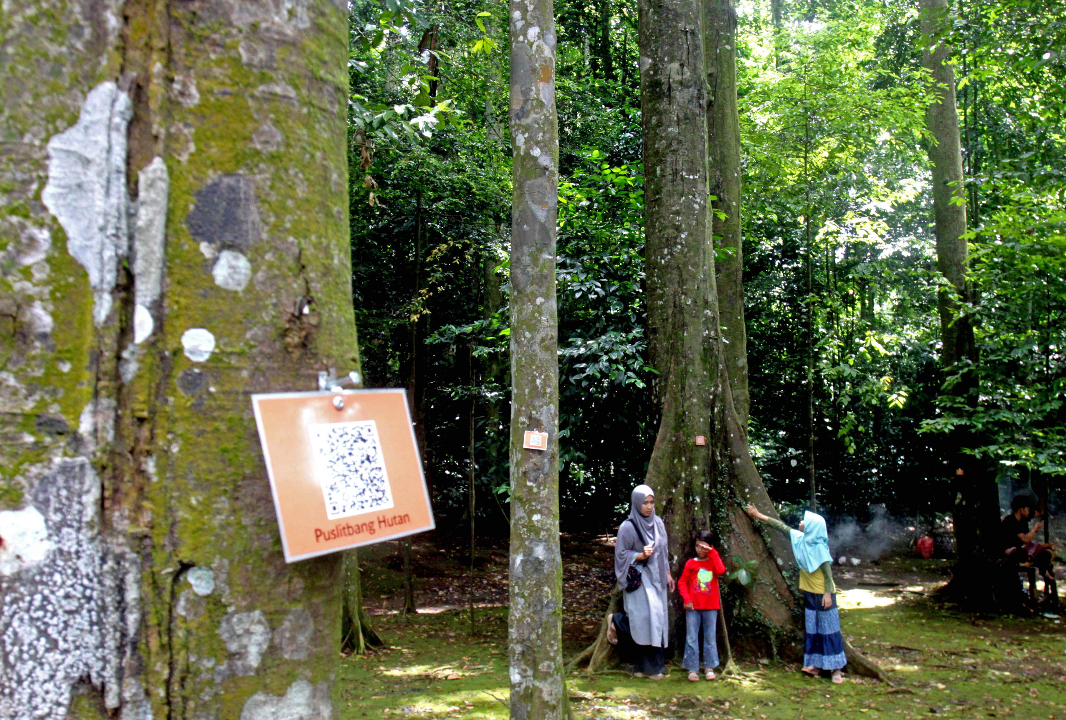 Sejumlah wisatawan berlibur di Ekowisata Hutan Cifor, Bogor, Jawa Barat, Senin (24/12/2018). 