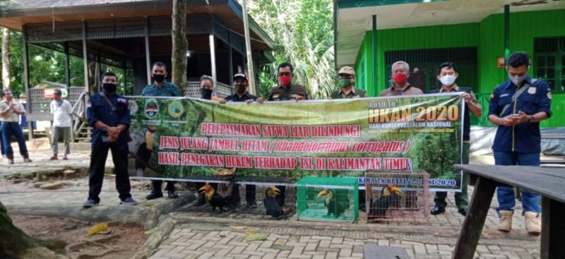 Pelepasliaran Julang Jambul Hitam di TN Kutai