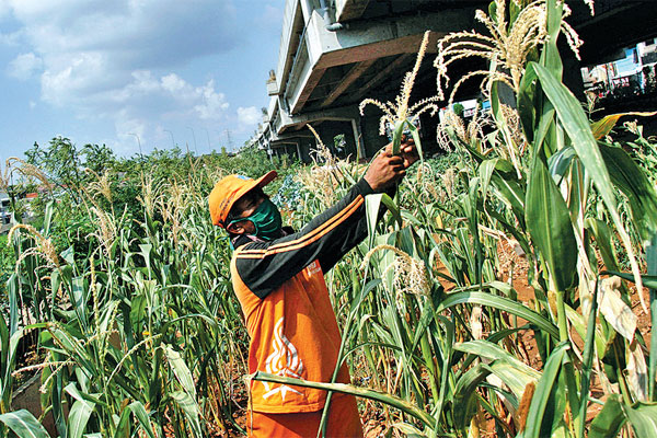 Geliat Urban Farming di Tengah Pandemi