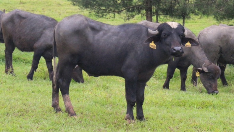 Sapi dan Kerbau Komoditas Andalan Negeri (Sikomandan).