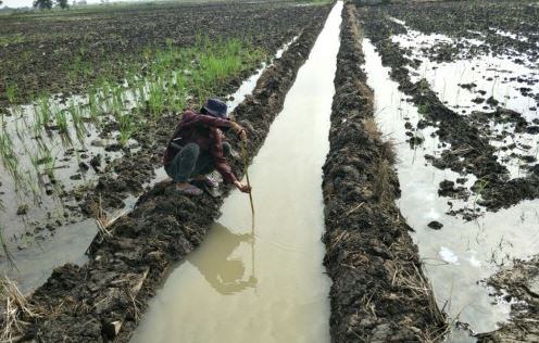 Salah satu komponen kegiatan fisik optimalisasi rawa adalah perbaikan infrastruktur lahan dan air.