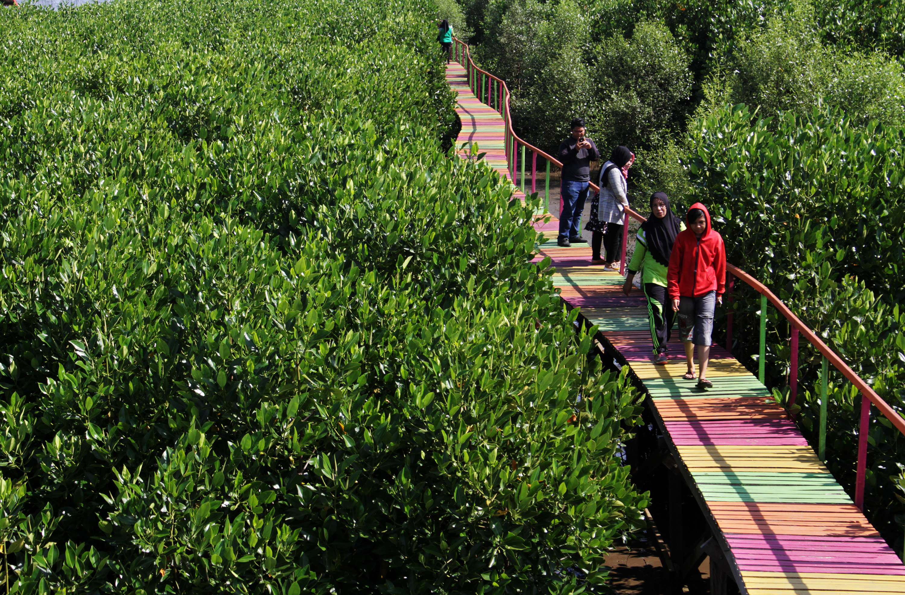 Areal ekowisata mangrove Lantebung, Makassar, Sulawesi Selatan, Hutan Bakau semacam ini diprediksi  musnah pada 2050 karena perubahan iklim.