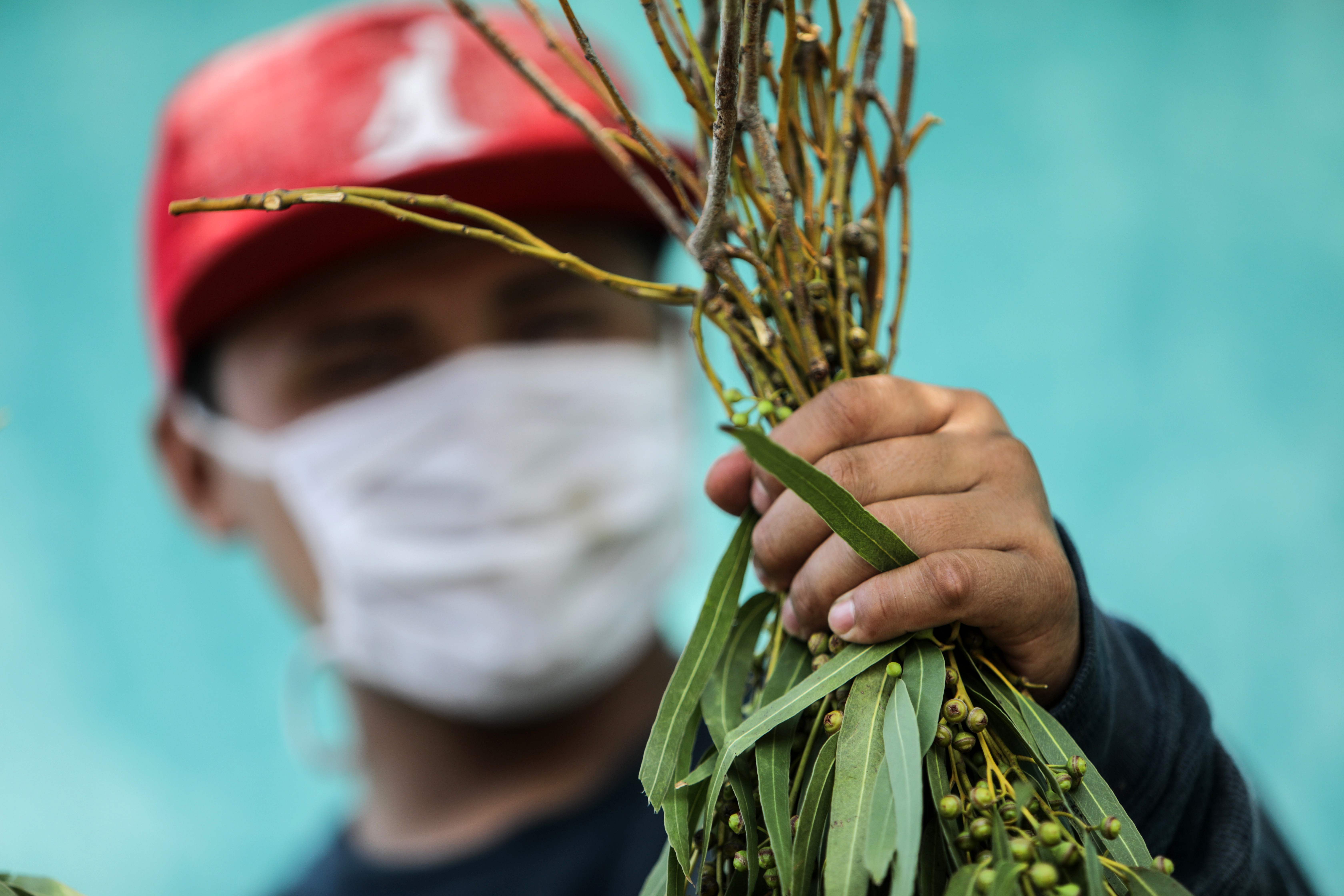 Daun Eucalyptus banyak dimanfaatkan sejumlah negara untuk meningkatkan sistem imun dalam menghadapi pandemi covid-19.