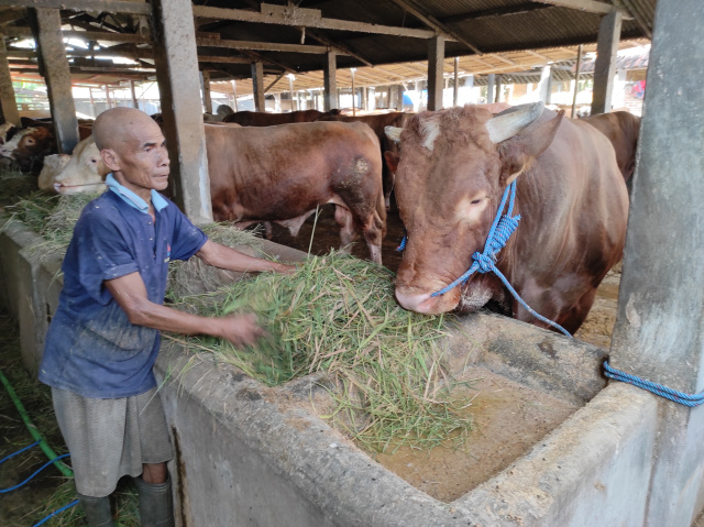 Sapi kurban pilihan Presiden Joko Widodo