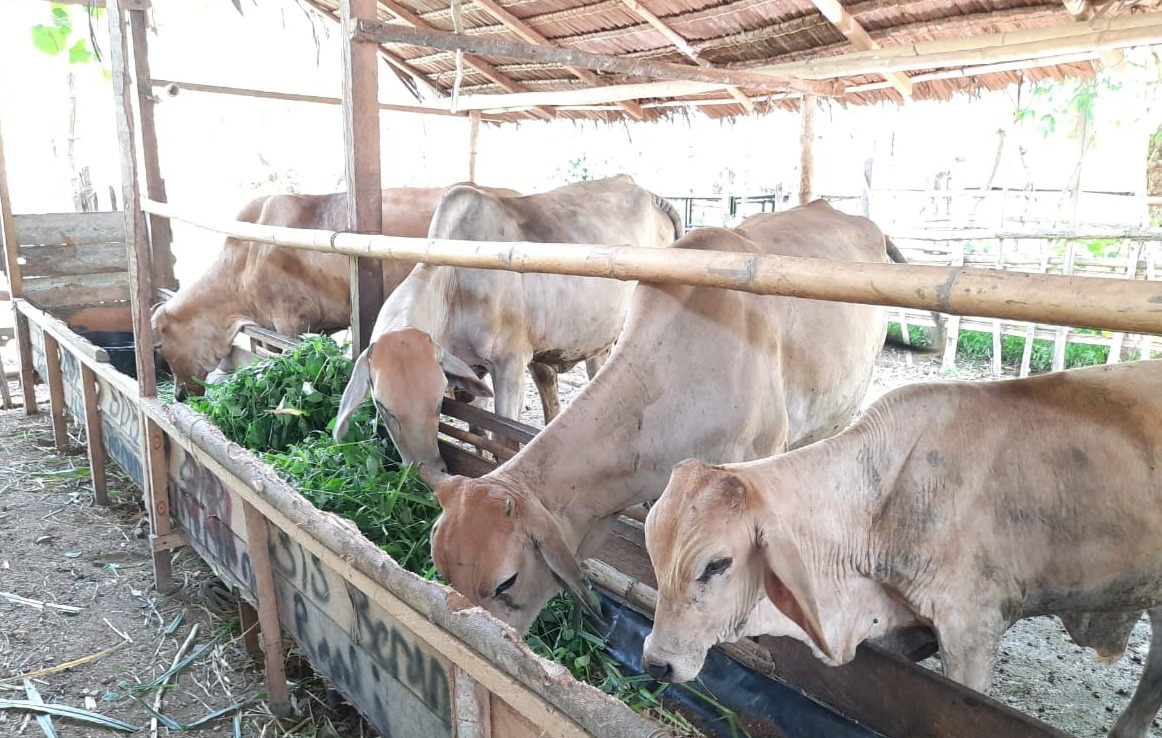  Sapi indukan Brahman Cross bantuan pemerintah sebanyak 2.652 ekor ini disebar di 15 provinsi. 