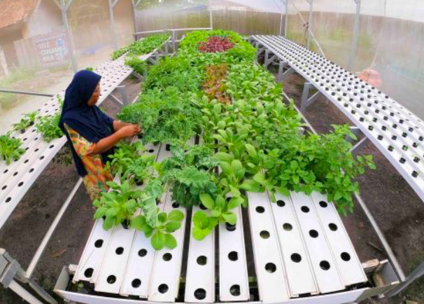 Ilustrasi Hidroponik.