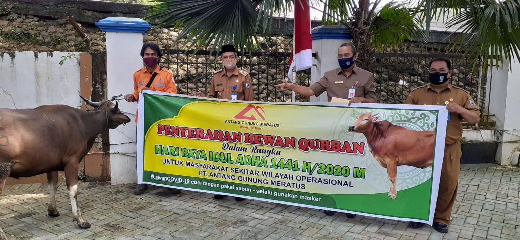 Perusahaan Tambang Ikut Berbagi Sapi di Dua Kabupaten 