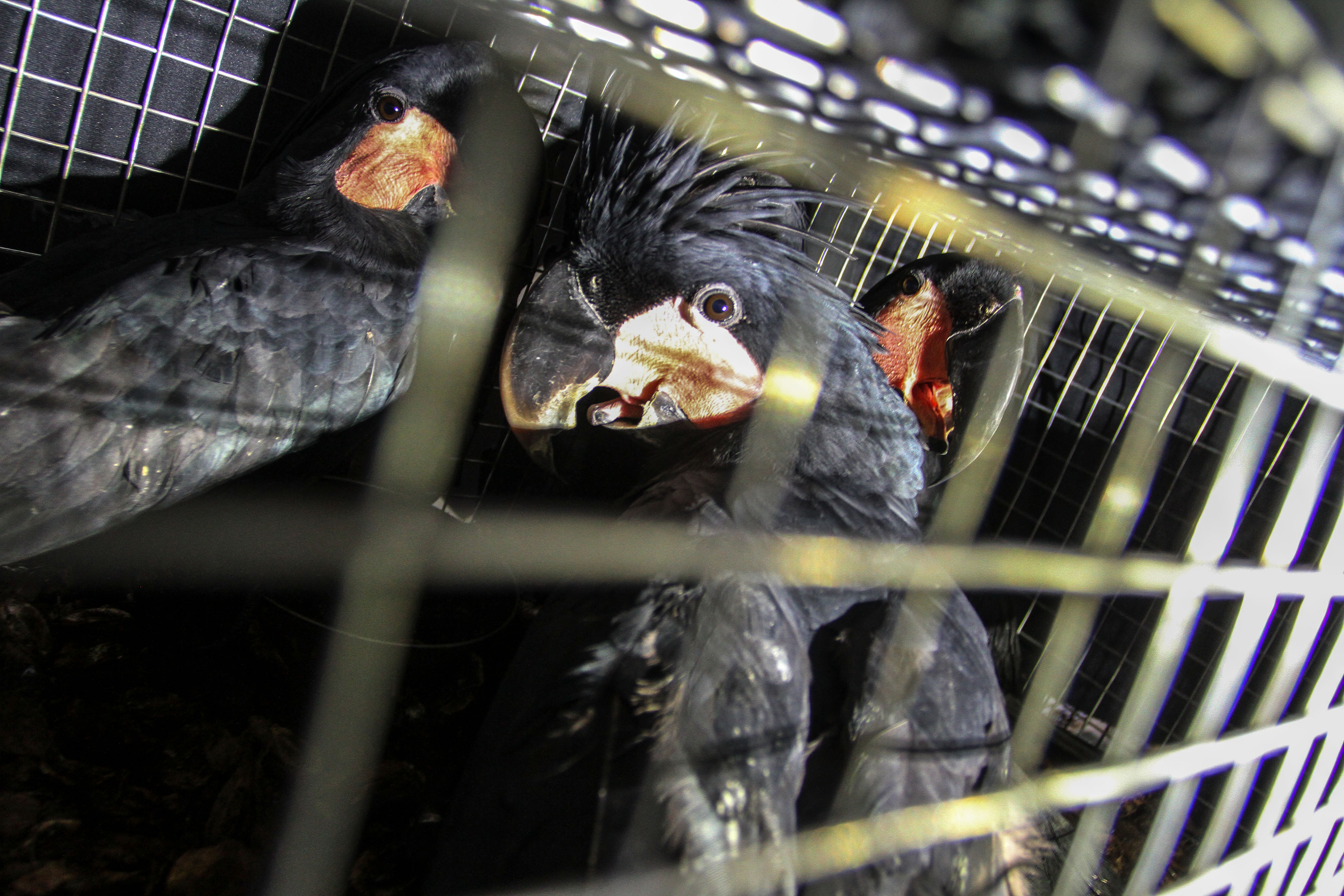 Ilustrasi: burung kakaktua yang hendak diselundupkan berhasil diamankan