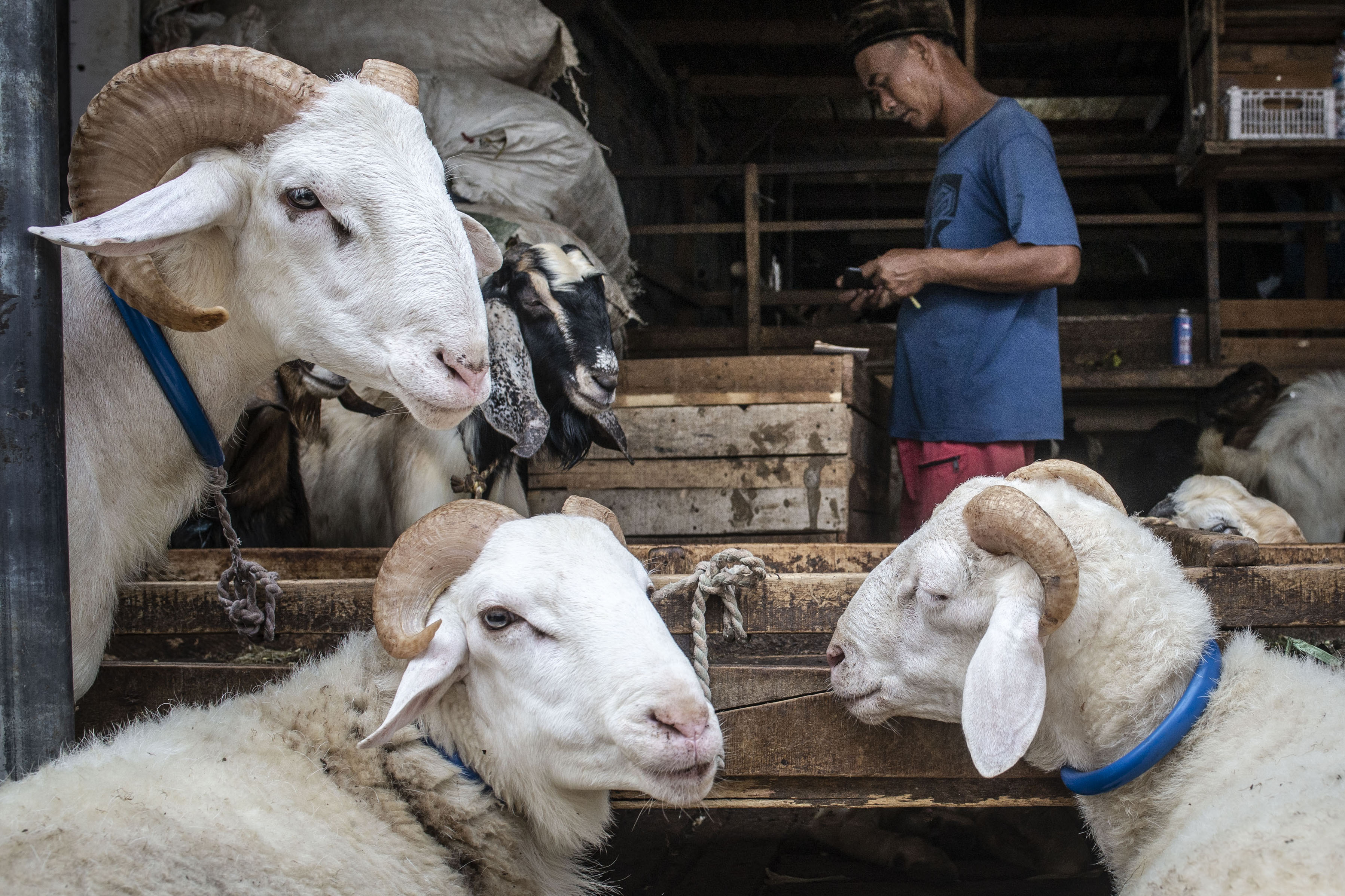 Pedagang beraktivitas di dekat kambing yang dijualnya di Pasar Kambing, Jalan Sabeni, Tanah Abang, Jakarta.