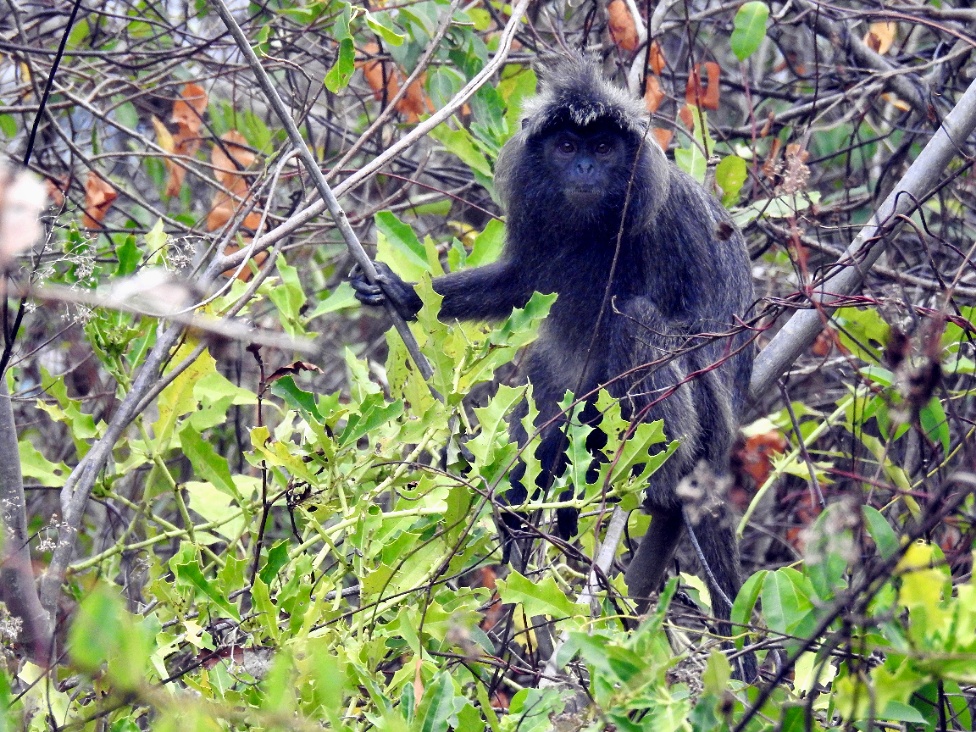 Satwa di kawasan Taman Nasional Sembilang, Kecamatan Banyuasin II, Banyuasin Selatan, Sumsel