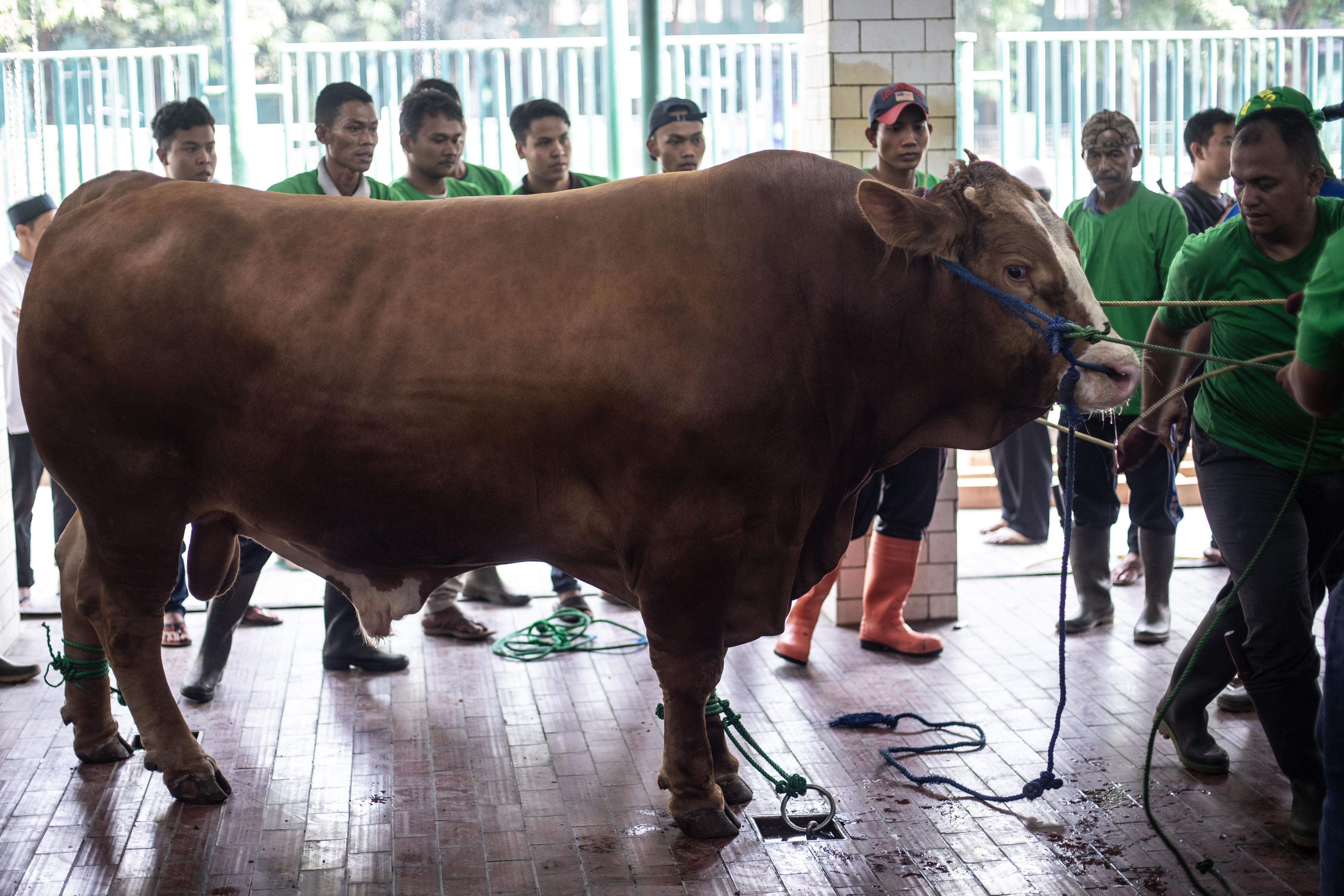 Sapi kurban Presiden Joko Widodo di masjid Istiqlal tahun lalu