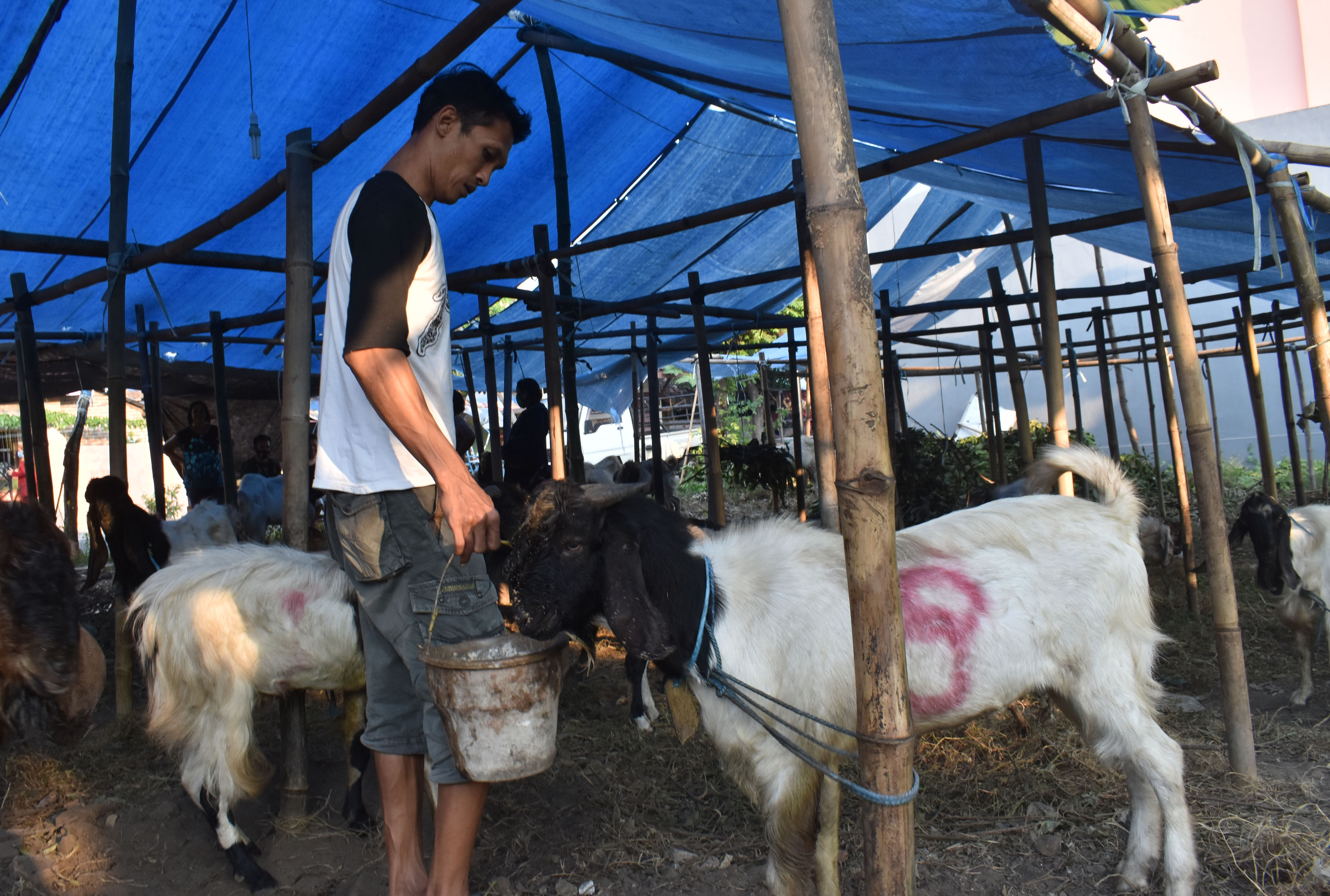 Penjual kambing untuk hewan kurban Idul Adha