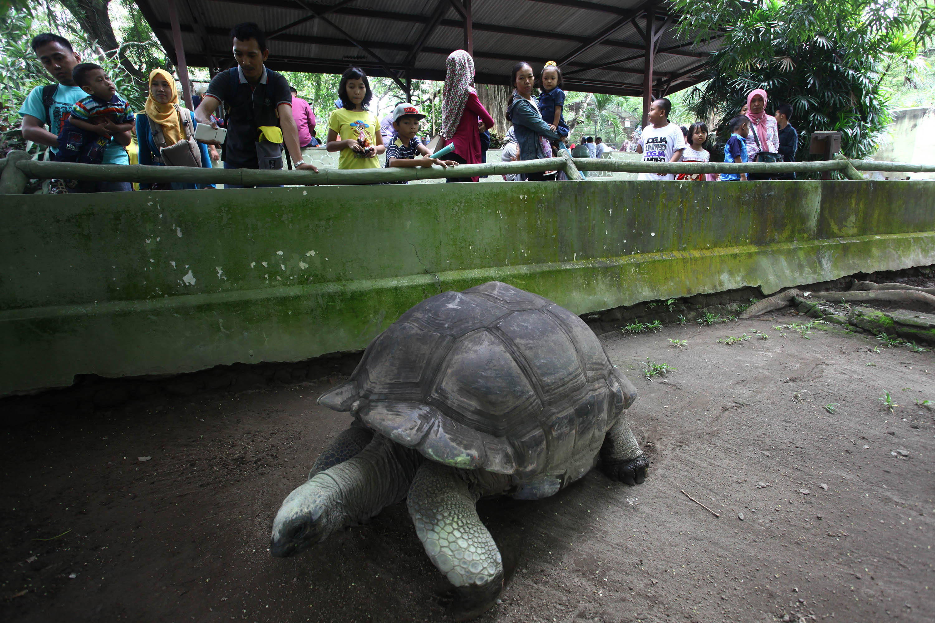Pengunjung melihat kura-kura di Kebun Binatang Gembira Loka, DI Yogyakarta