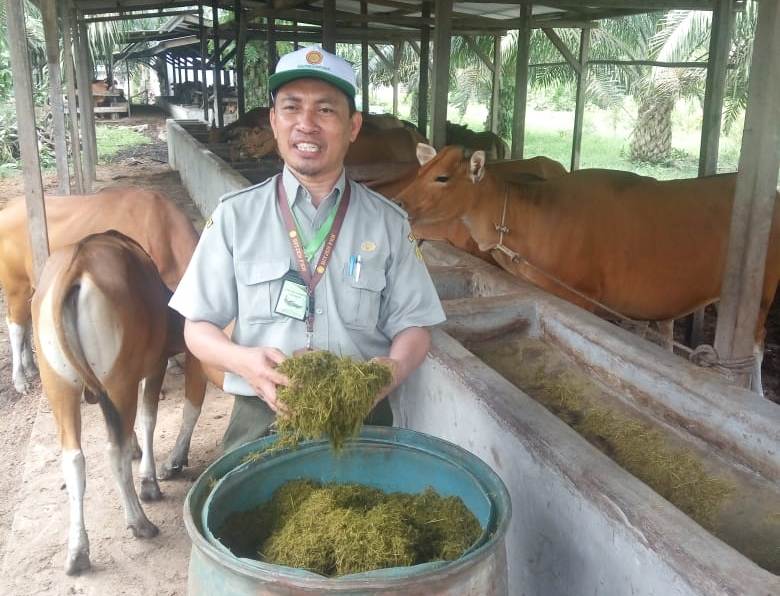  Usaha Penggemukan atau Usaha Sapi Tunda Potong di Desa Mangkal Kecamatan Pangkalan Baru Kabupaten Bangka Tengah.