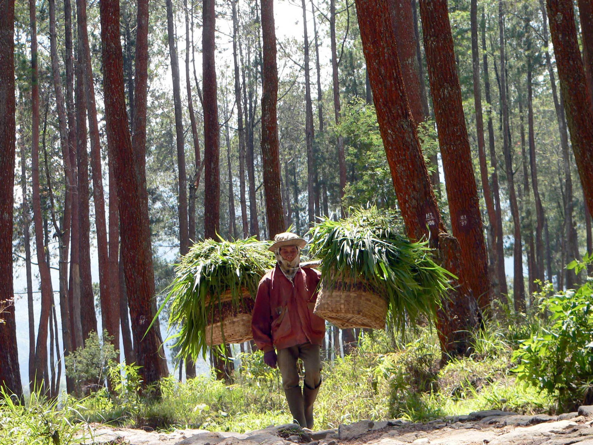  Seorang warga berjalan memikul rumput menyusuri jalan di kawasan Wana Wisata Umbul Jumprit, Ngadirejo, Temanggung, Jateng