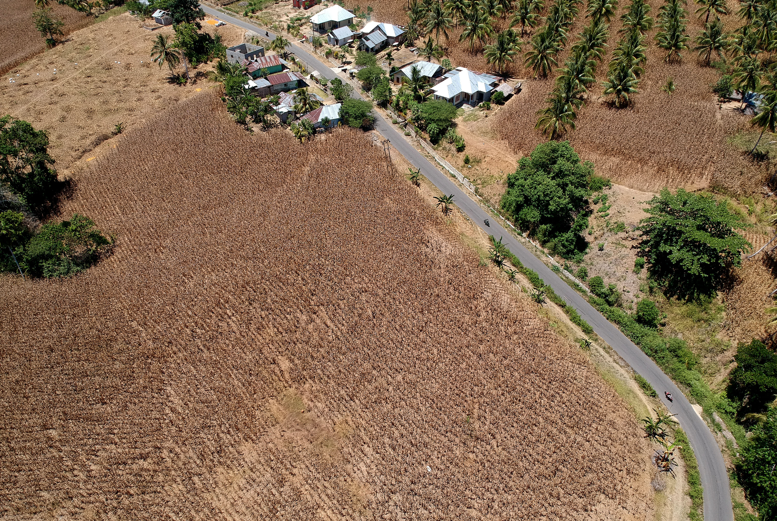 Foto udara lokasi perkebunan jagung yang siap panen di Desa Puncak, Kabupaten Gorontalo, Gorontalo.