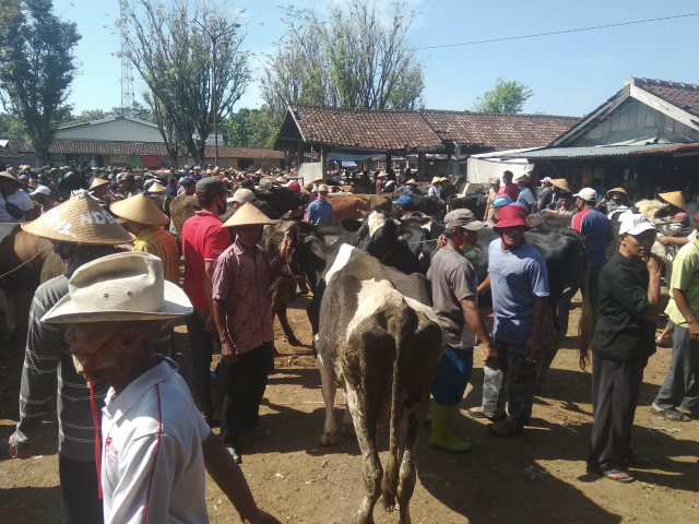 Suasana di Pasar Hewan Sunggingan yang jauh menurundan bahkan jauh dsrinprotokol kesehatan. (Widjajadi) 