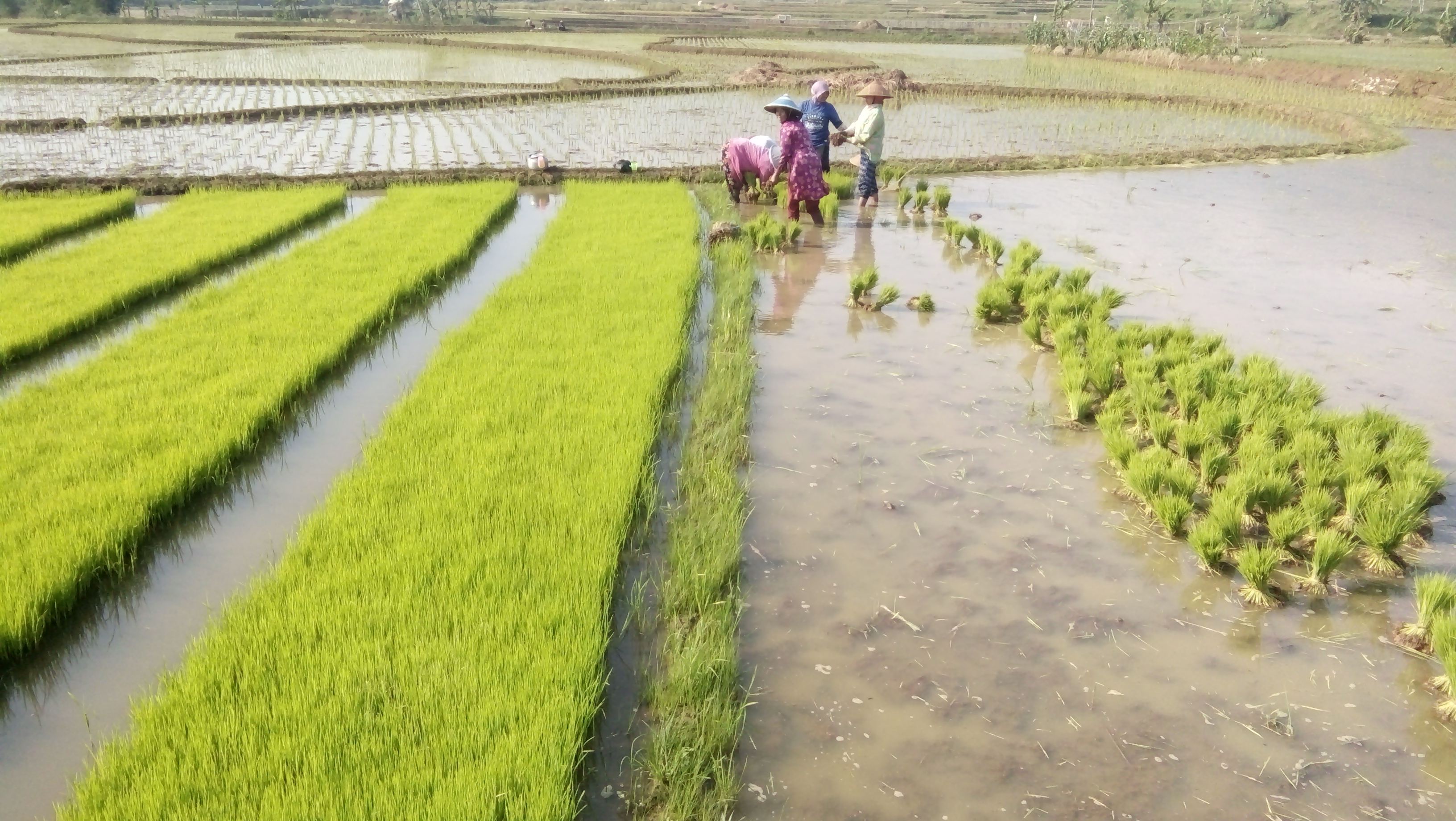 Petani berupaya mengambil benih padi untuk ditebarkan di arealpersawahan