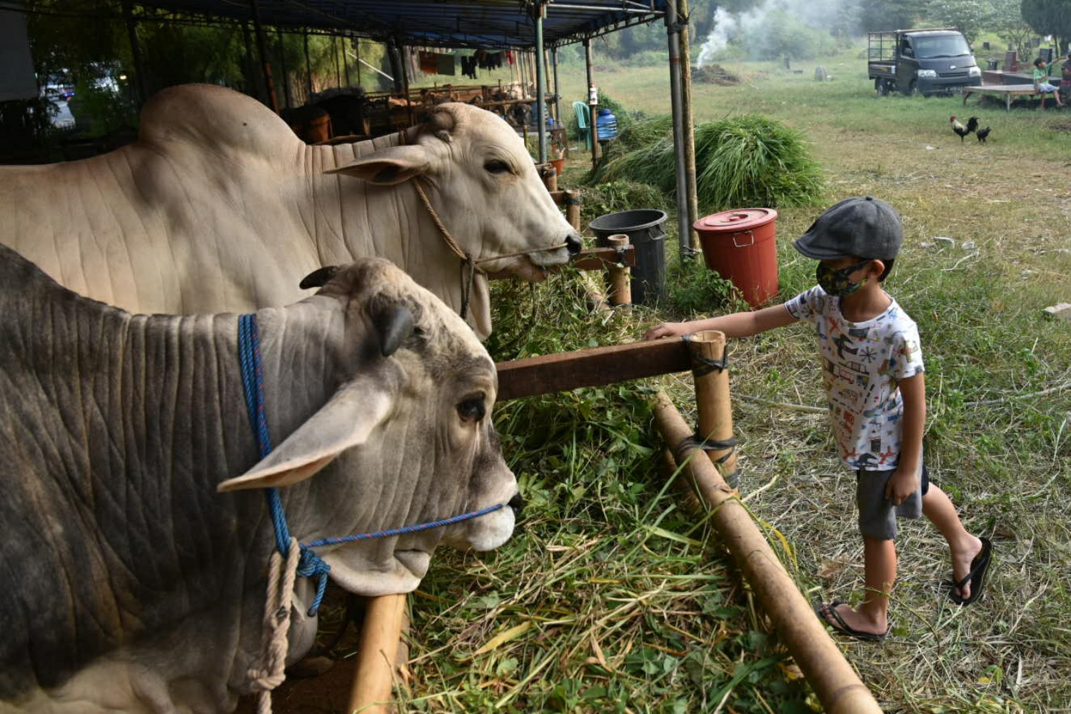 Sejumlah hewan kurban yang akan dijual tampak di lahan Pemakaman Tionghoa, Tanah Kusir, Jakarta Selatan, Jumat (24/7).