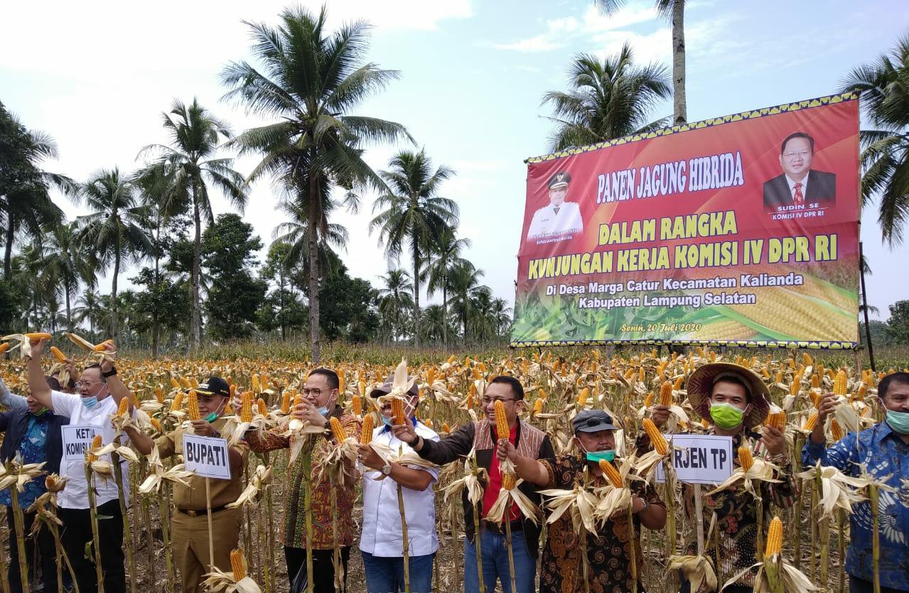 Panen raya jagung seluas 250 hektare di Kelompok Tani Maju, Desa Marga Catur, Kecamatan Kalianda, Kabupaten Lampung selatan, Senin (20/7). 