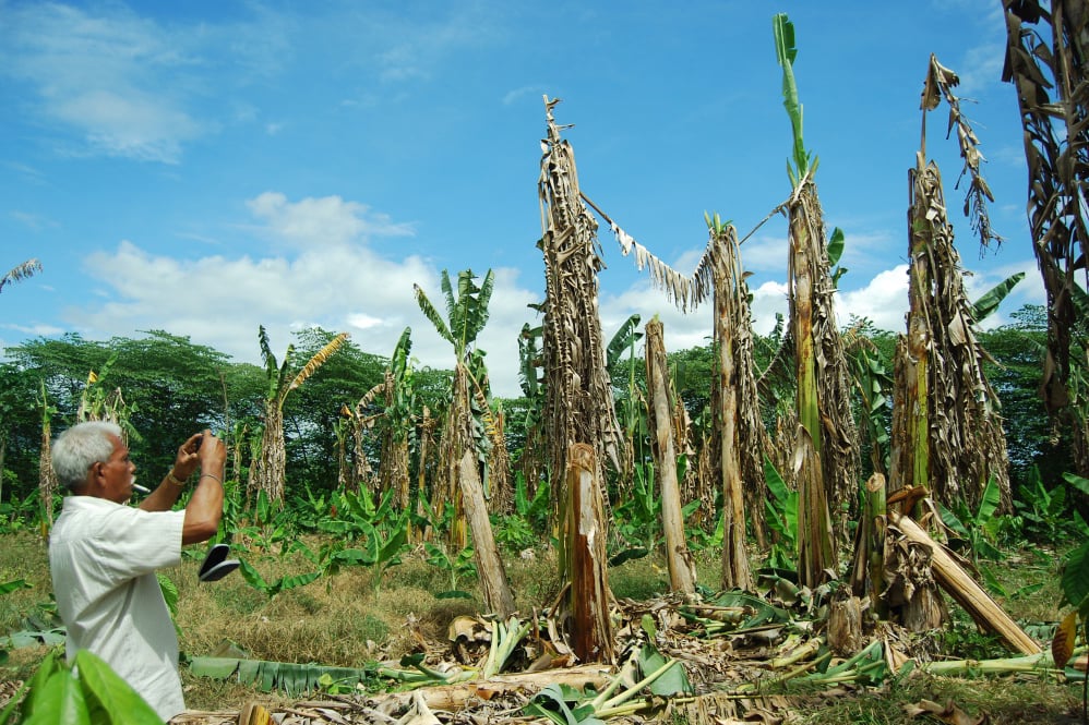 Bakteri darah menyerang 1000 ha kebun pisang kapok dan wak (pisang lokal) di kecamatan Padang Tiji, Kabupaten Pidie, Aceh