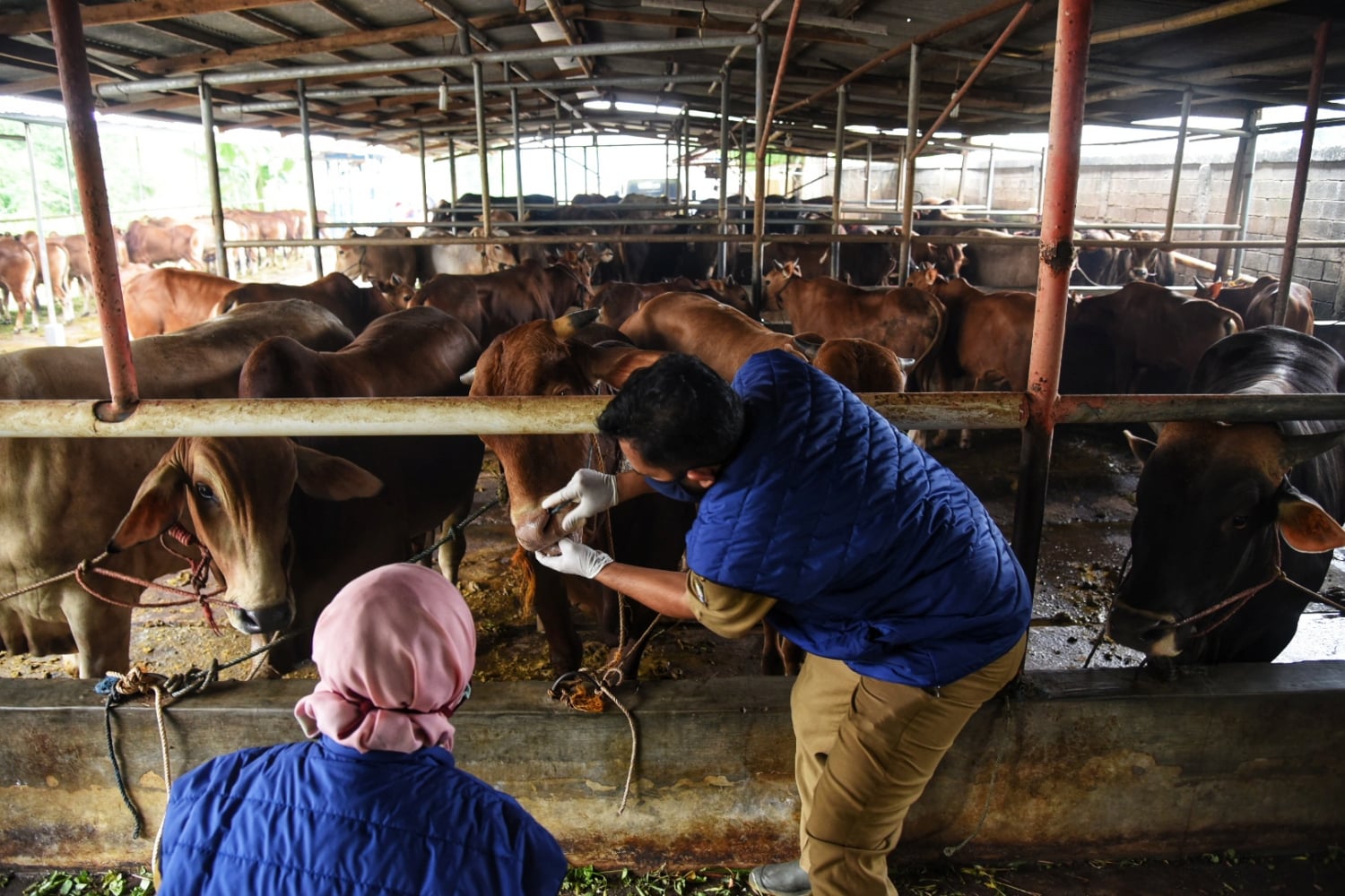 Petugas dari Dinas Ketahanan Pangan Kota Tangerang melakukan pemeriksaan terhadap hewan kurban di tempat penjualan hewan kurban