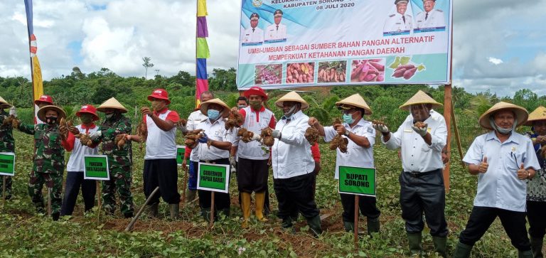 Gubernur Papua Barat Dominggus Mandacan menghadiri panen ubi jalar di Kelurahan Matowolot, Distrik Salawati, Kabupaten Sorong, Papua Barat.