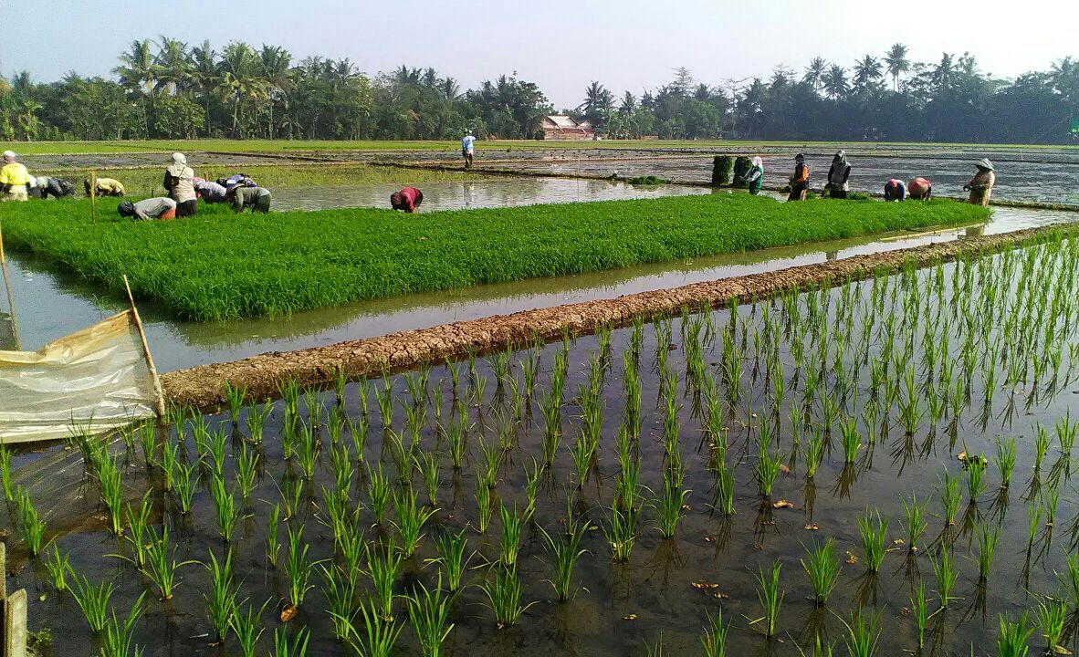 Upayap percepatan tanam padi pada musim gadu di Karawang, Jawa Barat.